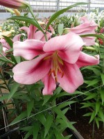 [5174 Dolce and Gabbana No02.JPG]